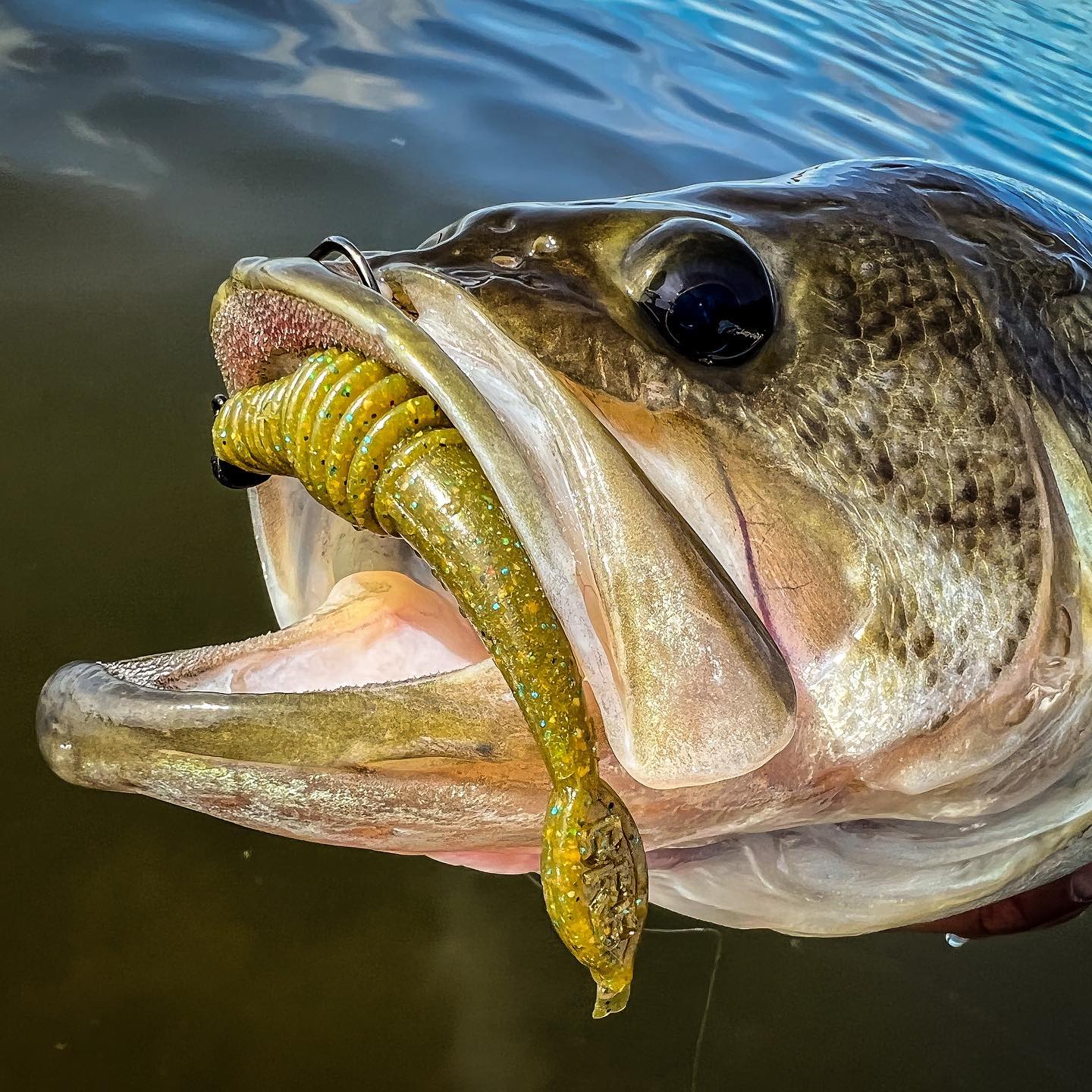 Bass Baits