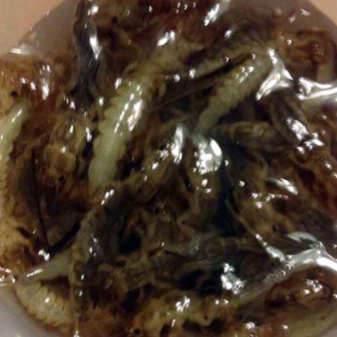 Mayfly Scented Fish Attractant