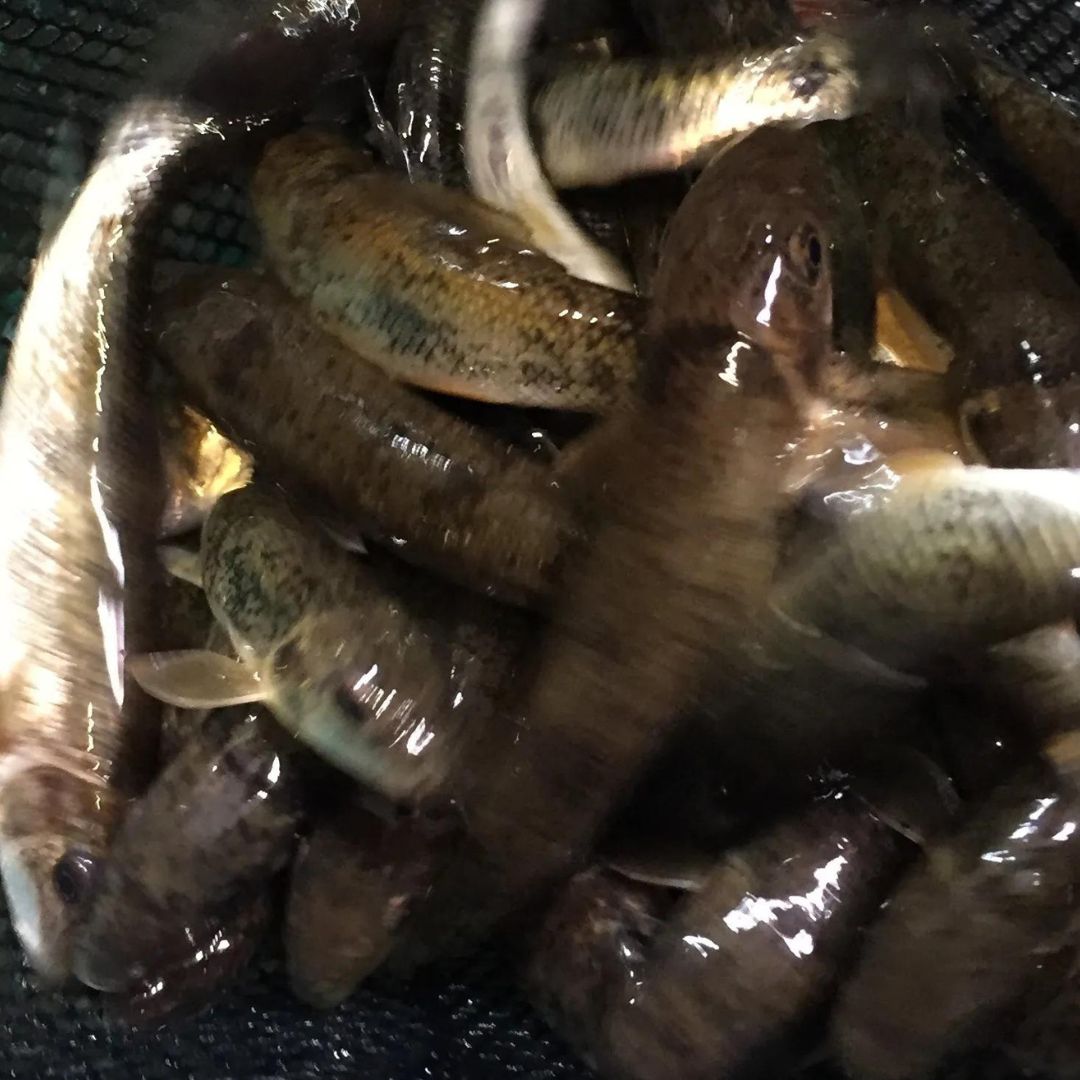 Hog Sucker Scented Fish Attractant