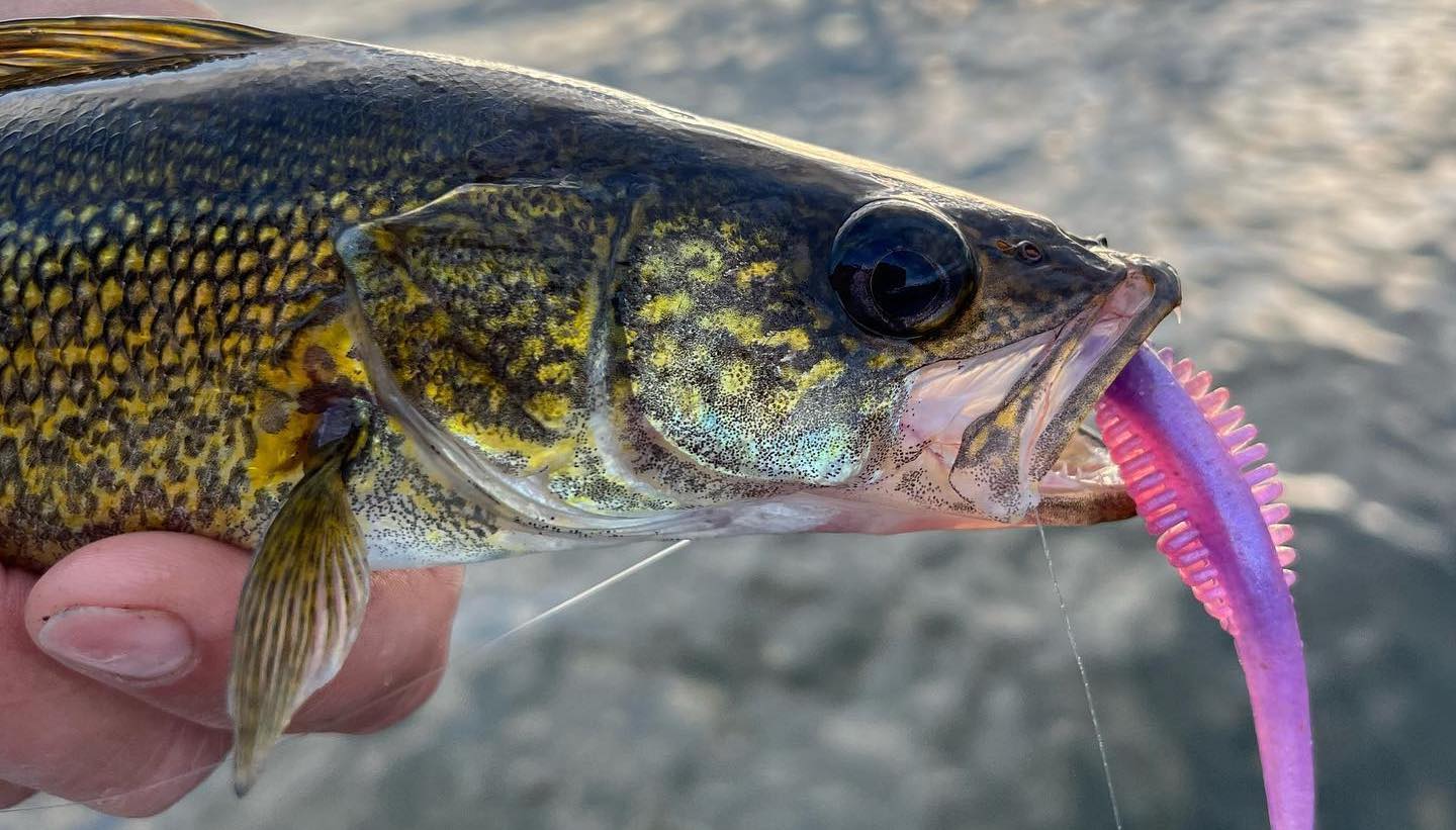 Walleye Baits – BillyRub