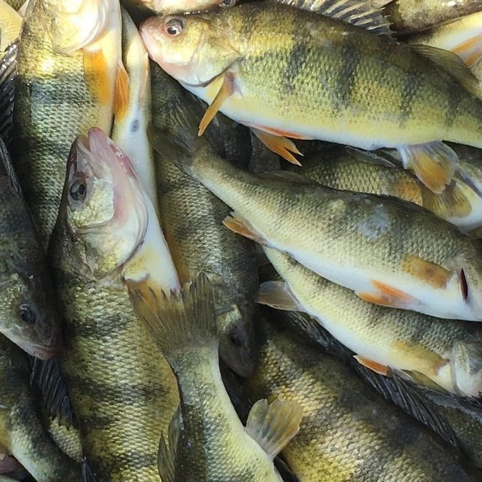 Yellow Perch Scented Fish Attractant